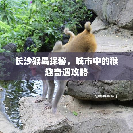 长沙猴岛探秘，城市中的猴趣奇遇攻略