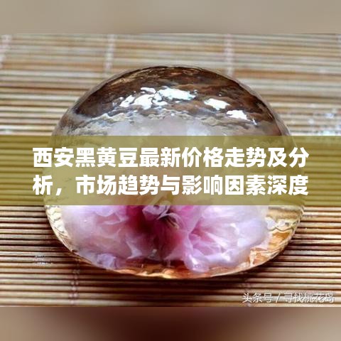 西安黑黄豆最新价格走势及分析，市场趋势与影响因素深度解读