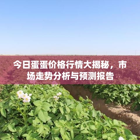 今日蛋蛋价格行情大揭秘，市场走势分析与预测报告
