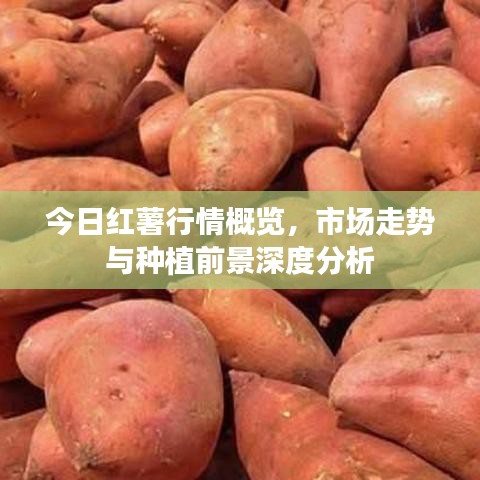 今日红薯行情概览，市场走势与种植前景深度分析