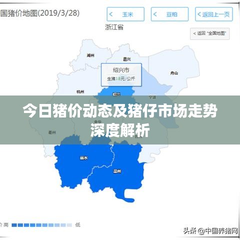 今日猪价动态及猪仔市场走势深度解析