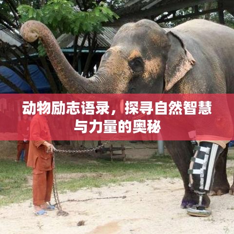 动物励志语录，探寻自然智慧与力量的奥秘