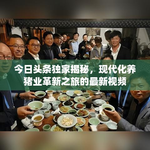 今日头条独家揭秘，现代化养猪业革新之旅的最新视频