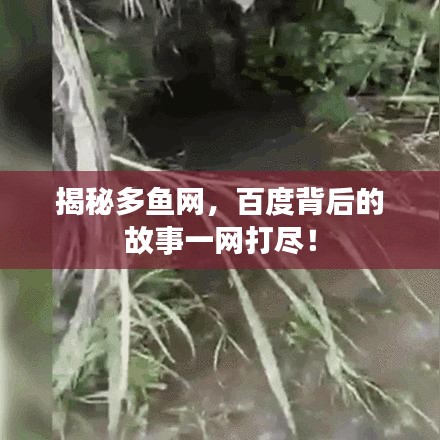 揭秘多鱼网，百度背后的故事一网打尽！