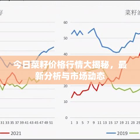 今日菜籽价格行情大揭秘，最新分析与市场动态