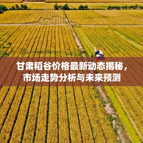 甘肃稻谷价格最新动态揭秘，市场走势分析与未来预测