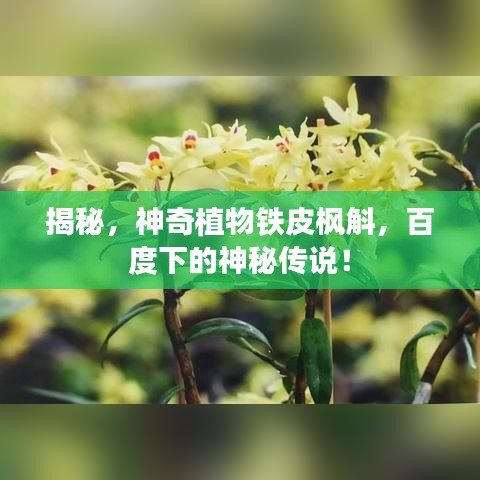 揭秘，神奇植物铁皮枫斛，百度下的神秘传说！