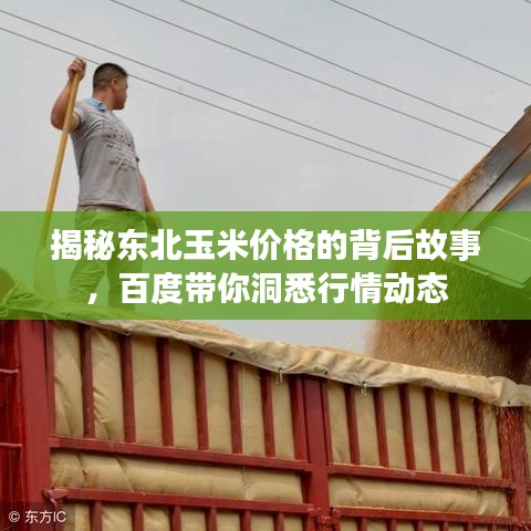 揭秘东北玉米价格的背后故事，百度带你洞悉行情动态