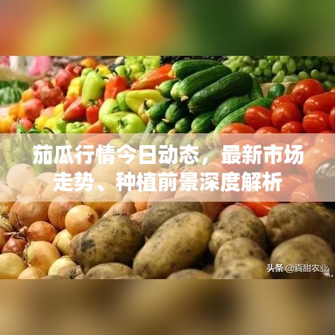 茄瓜行情今日动态，最新市场走势、种植前景深度解析