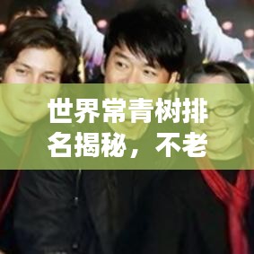 世界常青树排名揭秘，不老之树的神秘面纱