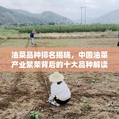 油菜品种排名揭晓，中国油菜产业繁荣背后的十大品种解读