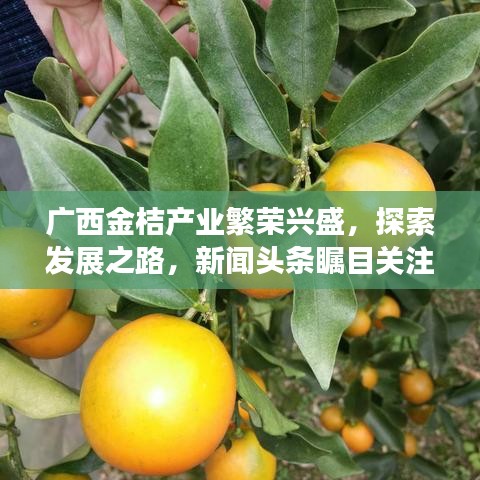 广西金桔产业繁荣兴盛，探索发展之路，新闻头条瞩目关注