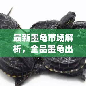 最新墨龟市场解析，全品墨龟出售价格查询与趋势分析