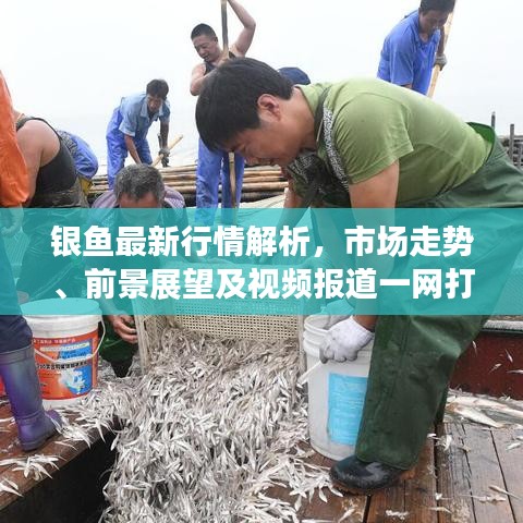 银鱼最新行情解析，市场走势、前景展望及视频报道一网打尽