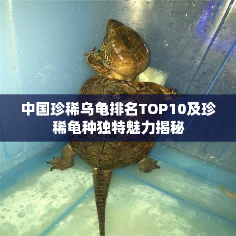 中国珍稀乌龟排名TOP10及珍稀龟种独特魅力揭秘