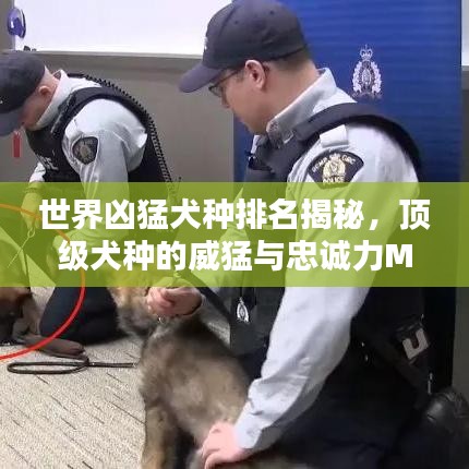 世界凶猛犬种排名揭秘，顶级犬种的威猛与忠诚力MAX视频