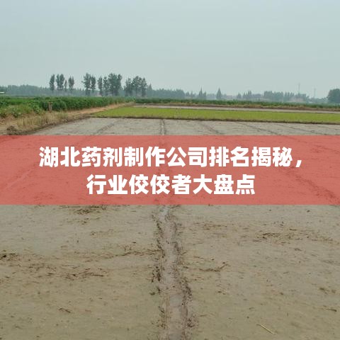 湖北药剂制作公司排名揭秘，行业佼佼者大盘点
