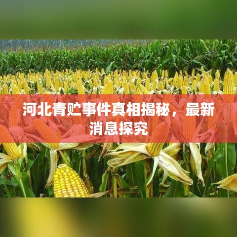 河北青贮事件真相揭秘，最新消息探究