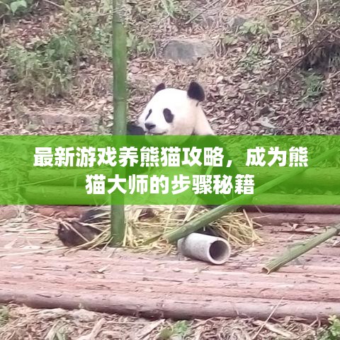 最新游戏养熊猫攻略，成为熊猫大师的步骤秘籍