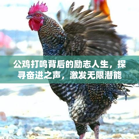 公鸡打鸣背后的励志人生，探寻奋进之声，激发无限潜能