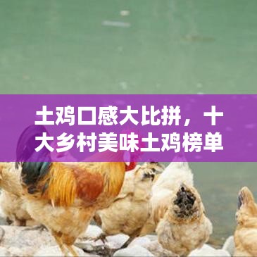 土鸡口感大比拼，十大乡村美味土鸡榜单出炉！