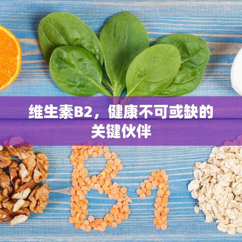 维生素B2，健康不可或缺的关键伙伴