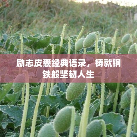励志皮囊经典语录，铸就钢铁般坚韧人生