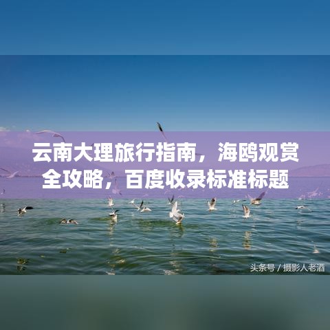 云南大理旅行指南，海鸥观赏全攻略，百度收录标准标题