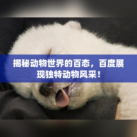 揭秘动物世界的百态，百度展现独特动物风采！