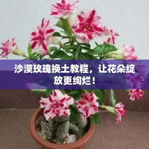 沙漠玫瑰换土教程，让花朵绽放更绚烂！