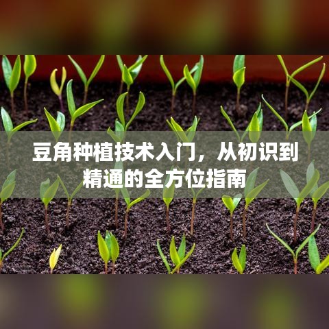 豆角种植技术入门，从初识到精通的全方位指南