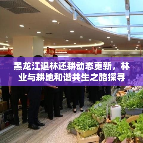 黑龙江退林还耕动态更新，林业与耕地和谐共生之路探寻