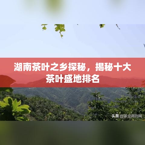 湖南茶叶之乡探秘，揭秘十大茶叶盛地排名