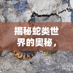 揭秘蛇类世界的奥秘，探索蛇的种类与独特魅力