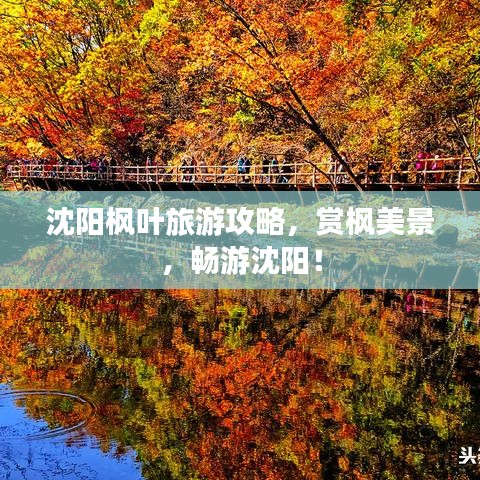 沈阳枫叶旅游攻略，赏枫美景，畅游沈阳！