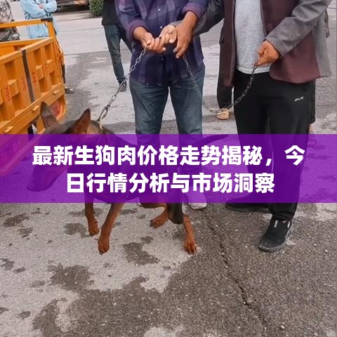 最新生狗肉价格走势揭秘，今日行情分析与市场洞察