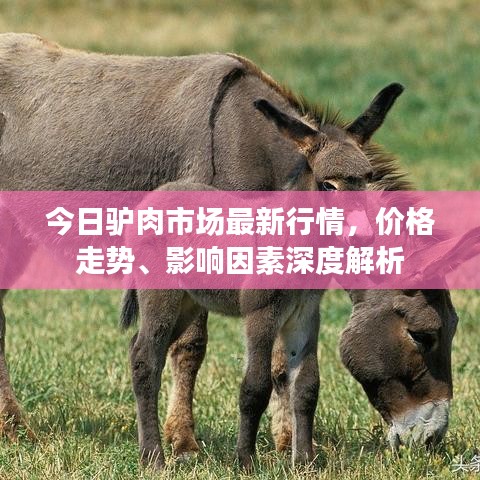 今日驴肉市场最新行情，价格走势、影响因素深度解析