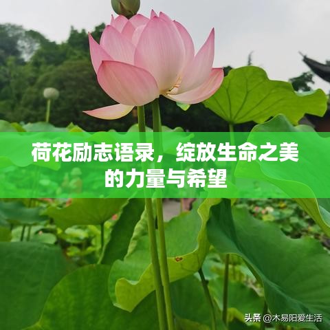 荷花励志语录，绽放生命之美的力量与希望