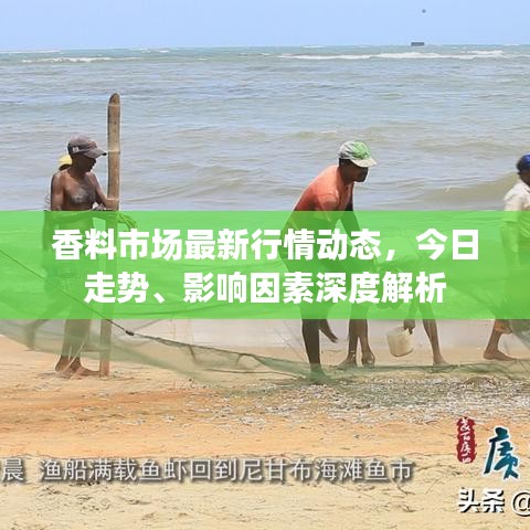 香料市场最新行情动态，今日走势、影响因素深度解析