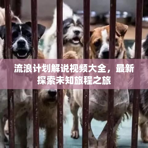 流浪计划解说视频大全，最新探索未知旅程之旅