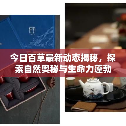 今日百草最新动态揭秘，探索自然奥秘与生命力蓬勃的百草世界