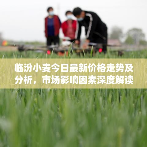 临汾小麦今日最新价格走势及分析，市场影响因素深度解读