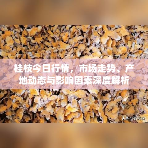 桂枝今日行情，市场走势、产地动态与影响因素深度解析
