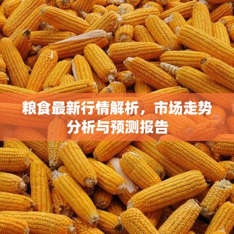 粮食最新行情解析，市场走势分析与预测报告