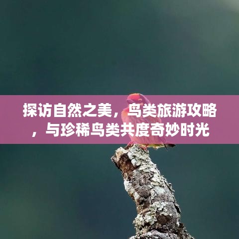 探访自然之美，鸟类旅游攻略，与珍稀鸟类共度奇妙时光