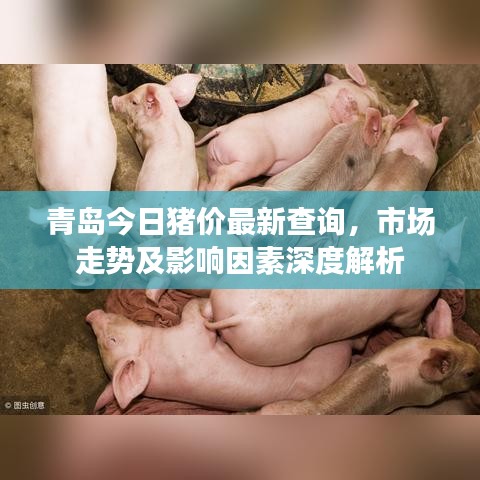青岛今日猪价最新查询，市场走势及影响因素深度解析