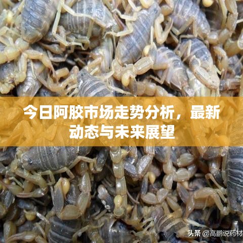今日阿胶市场走势分析，最新动态与未来展望