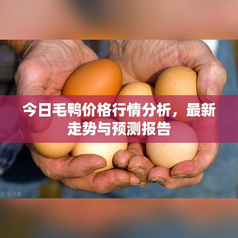 今日毛鸭价格行情分析，最新走势与预测报告
