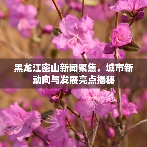 黑龙江密山新闻聚焦，城市新动向与发展亮点揭秘