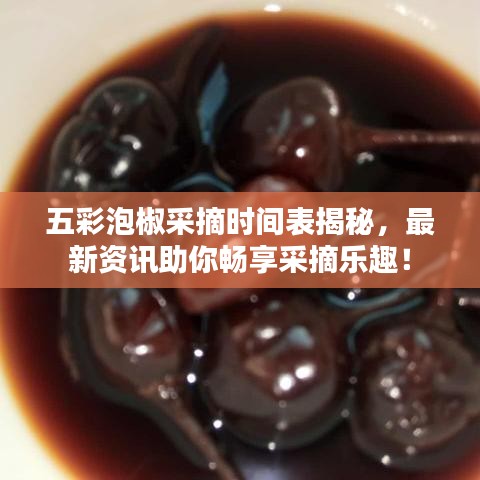 五彩泡椒采摘时间表揭秘，最新资讯助你畅享采摘乐趣！